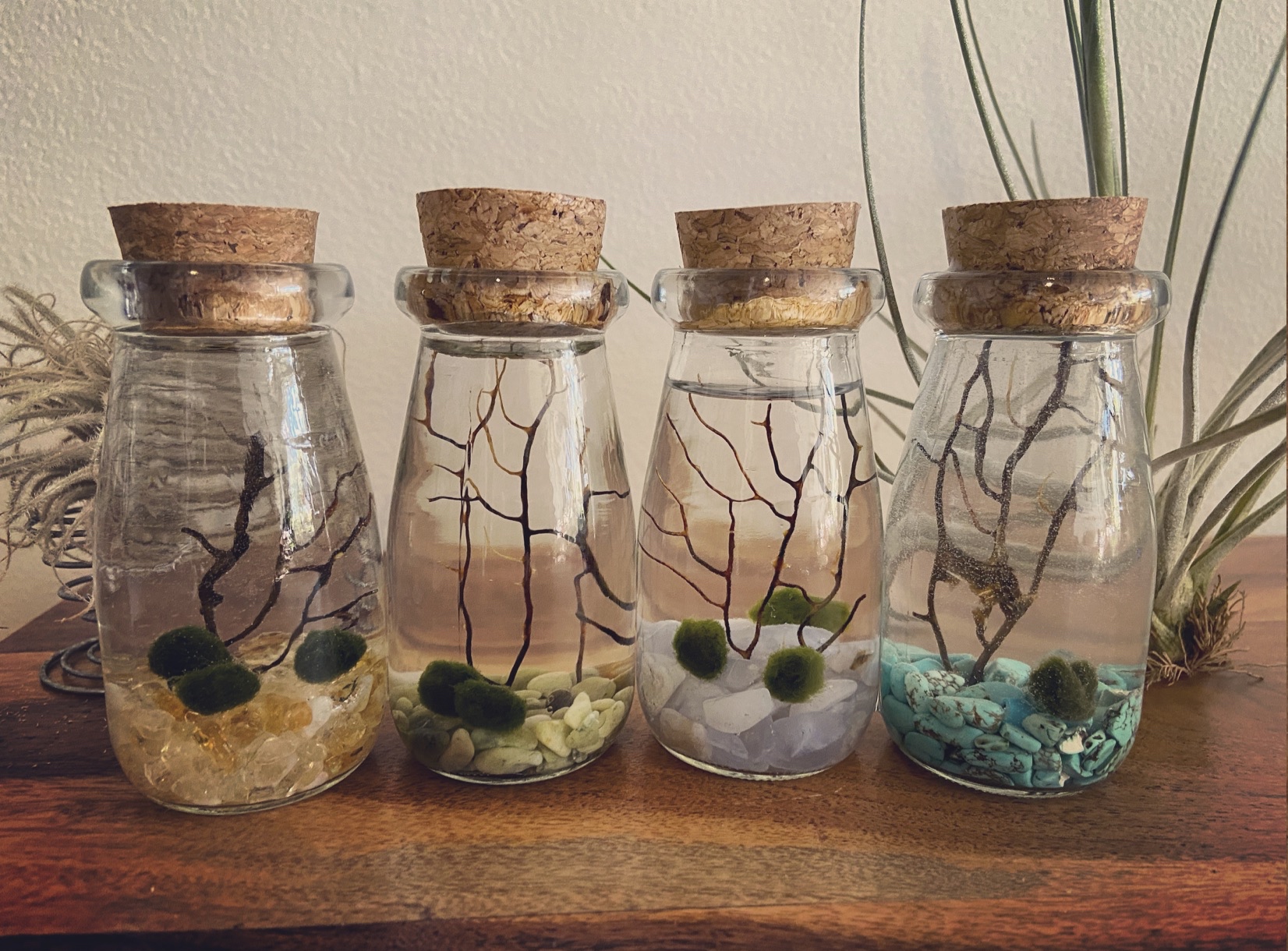 Marimo Moss Ball in Glass Apothecary Terrarium Kit - Outside of Eden